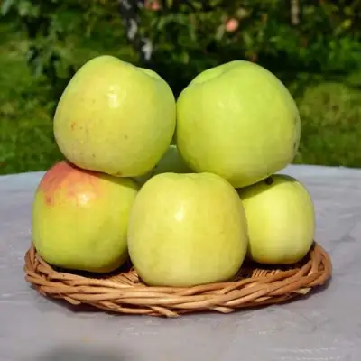 Яблоня БИРСКОЕ ГРУШЕВОЕ (БИЧИК) в Горках