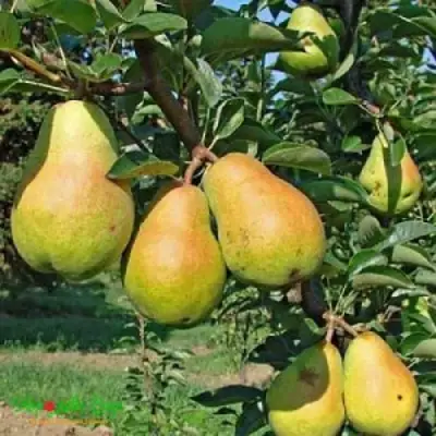 Груша ДОБРЯНКА в Горках