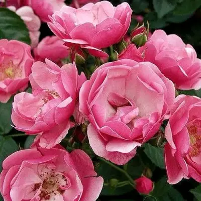 Роза АНГЕЛА флорибунда в Горках