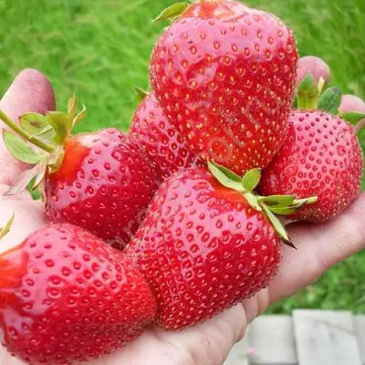 Клубника ЭЛИАНЕ в Горках