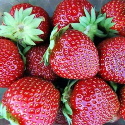 Клубника МАЛЬВИНА в Горках