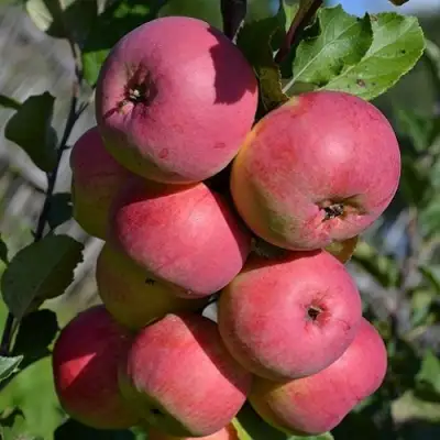 Яблоня ВЭМ-РОЗОВЫЙ в Горках