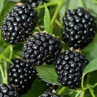 Ежевика ТРИПЛ КРАУН бесшипная  в Горках