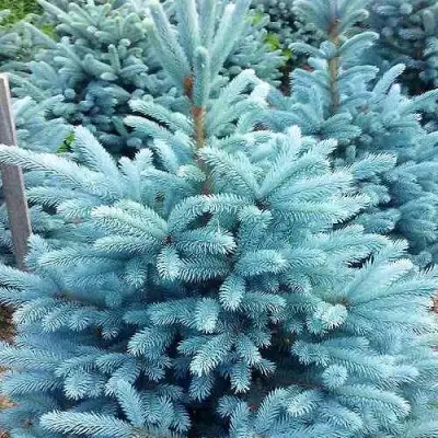 Ель МАДЖЕСТИК БЛЮ колючая в Горках