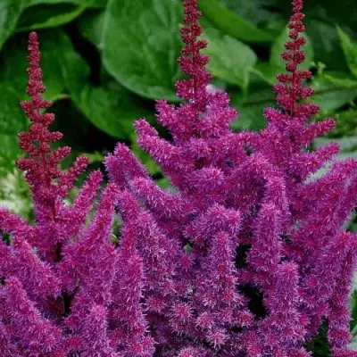 Астильба БЛЭК ЭНД БЛУ китайская в Горках