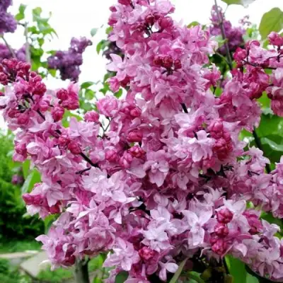 Сирень ОЛИМПИАДА КОЛЕСНИКОВА в Горках