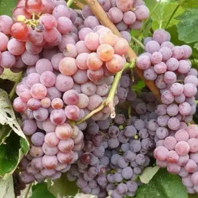 Виноград РИЛАЙНС ПИНК СИДЛИС в Горках