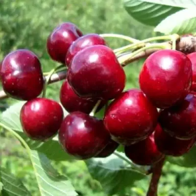 Вишня ВЯНОК в Горках