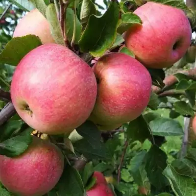 Яблоня ТЕРЕМОК в Горках