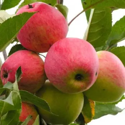 Яблоня МЕЧТА в Горках