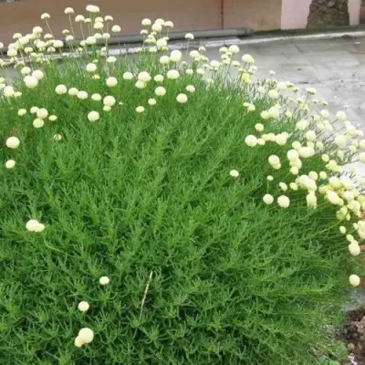 Сантолина зеленеющая в Горках