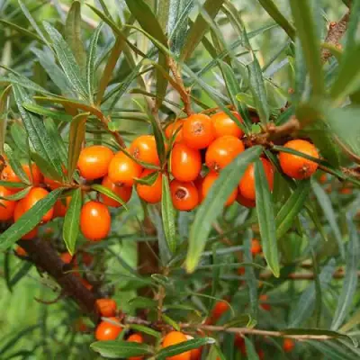 Облепиха БОТАНИЧЕСКАЯ в Горках