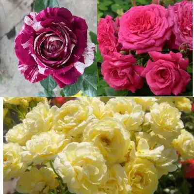 Комплект РОЗОВЫЙ АКЦЕНТ в Горках