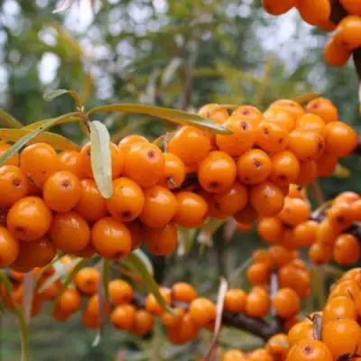 Облепиха РОСИНКА в Горках