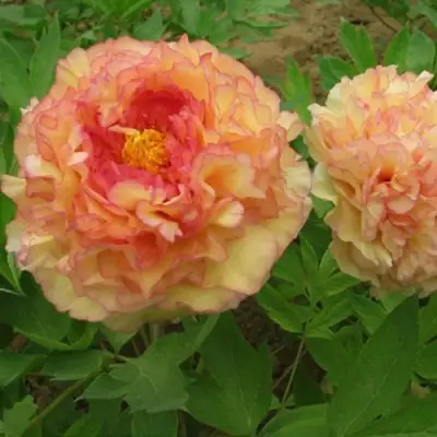 Пион ЗОЛОТАЯ РОССЫПЬ древовидный в Горках