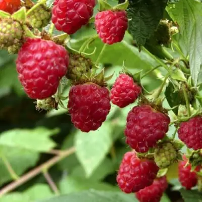 Малина ПРИМАРА в Горках