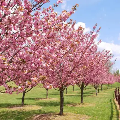 Сакура КАНЗАН в Горках