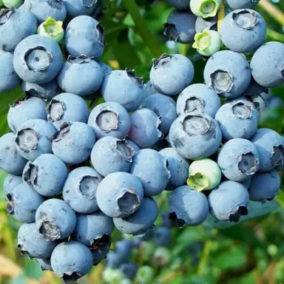 Голубика ПУРУ в Горках