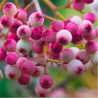 Рябина ПИНК сладкоплодная в Горках