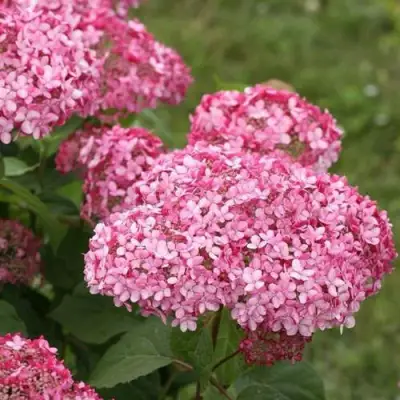 гортензия древовидная Инвизибл спирит