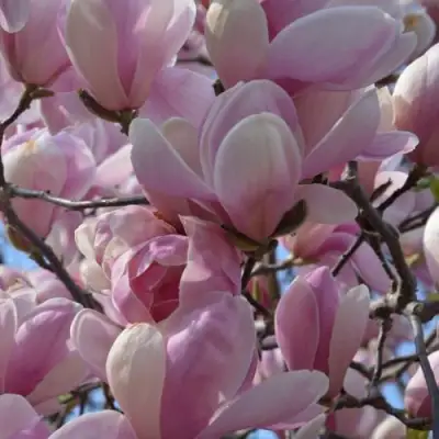 Магнолия ГАЛАКСИ в Горках