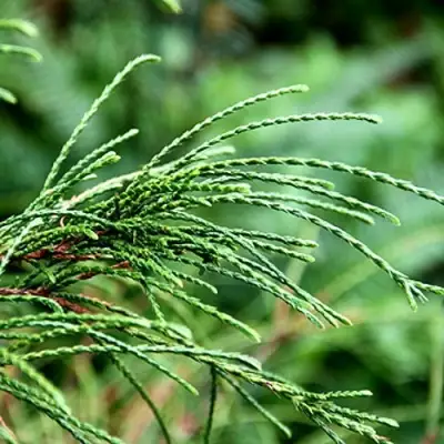 Туя ВИПКОРД складчатая в Горках