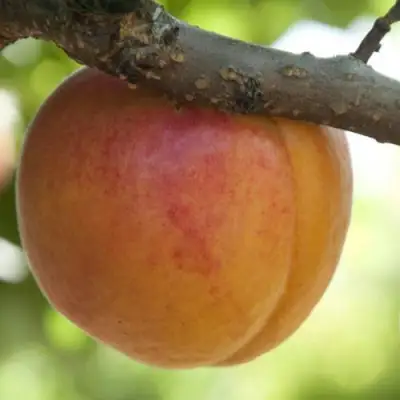  АПРИУМ в Горках