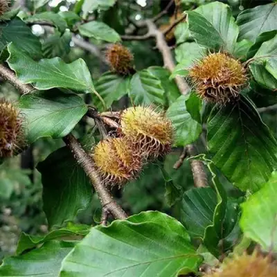 Бук обыкновенный в Горках