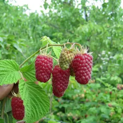 Малина ЛЯЧКА (ЛАШКА, ЛЯШКА) в Горках