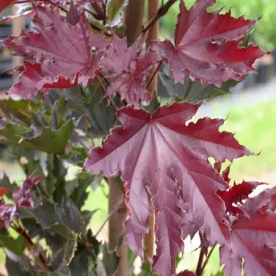 Клен КРИМСОН СЕНТРИ остролистный в Горках