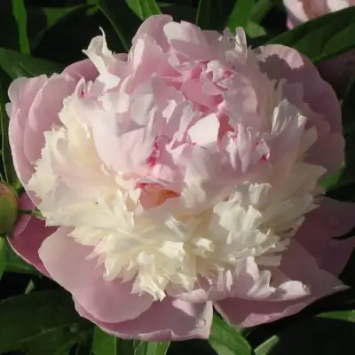 Пион ЩЕРБЕТ травянистый в Горках