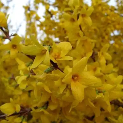 Форзиция ТАРАНДТ промежуточная в Горках