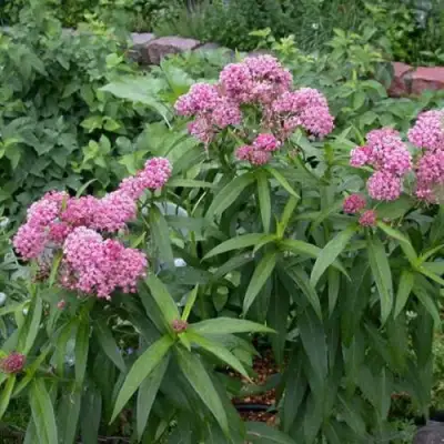 Ваточник МЯСО-КРАСНЫЙ в Горках