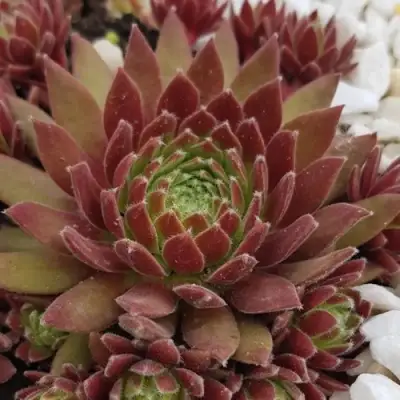 Молодило ЛЮФТШПРУНГ в Горках