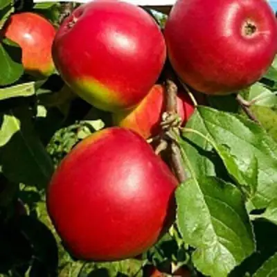Яблоня РЕДФРИ в Горках