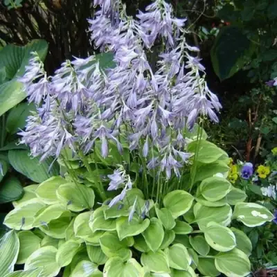 Хоста ГОЛДЕН ТИАРА в Горках