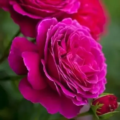 Роза МАЛИНОВЫЙ ЗВОН чайно-гибридная в Горках