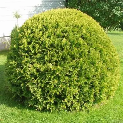 Туя ДАНИКА АУРЕА западная в Горках