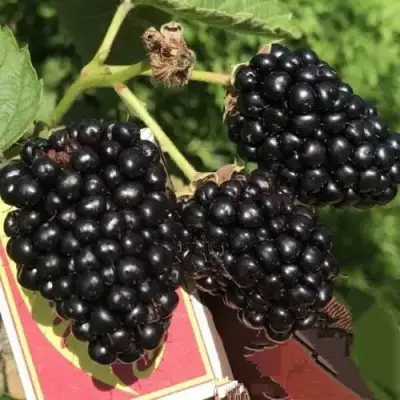 Ежевика ПРАЙМ АРК 45 ремонтантная   в Горках