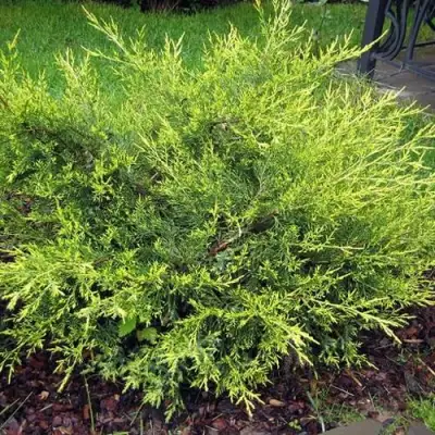 Можжевельник КУРИВАО ГОЛД китайский в Горках