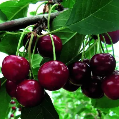 Дюк ЖИВИЦА (ЧЕРЕВИШНЯ) в Горках