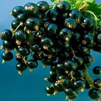 Смородина чёрная ИЗЮМНАЯ в Горках