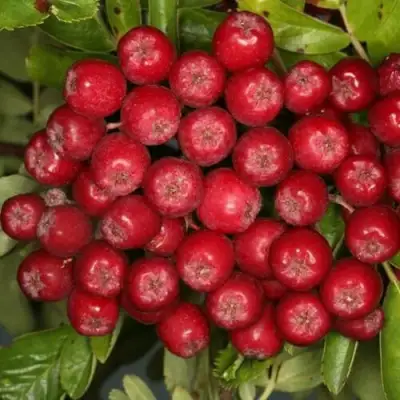 Рябина РУБИНОВАЯ сладкоплодная в Горках