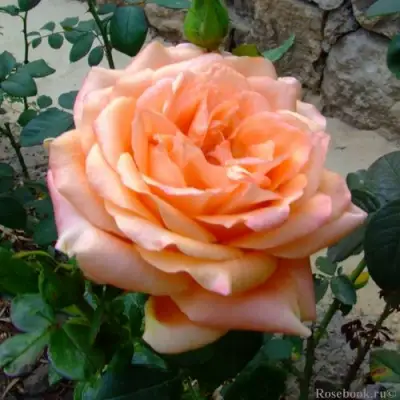 Роза ЭЛЬДОРАДО чайно-гибридная в Горках