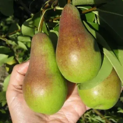 саженцы груши Талгарская Красавица