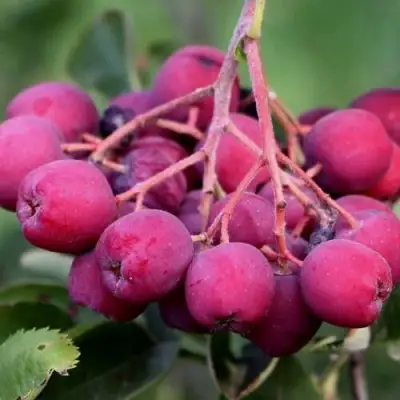 Рябина ДЕСЕРТНАЯ МИЧУРИНА сладкоплодная в Горках