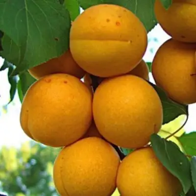 Абрикос ОНТАРИО в Горках