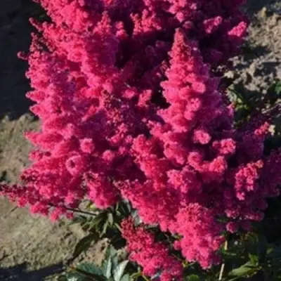 Астильба ЛАКИ ДЕЙ Арендса в Горках