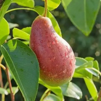 Груша ЯКОВЛЕВСКАЯ в Горках