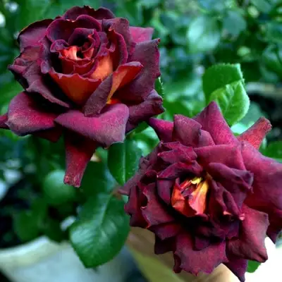 Роза ЭДДИ МИТЧЕЛЛ чайно-гибридная в Горках